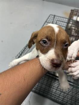CORINNE -  Pit Bull Terrier and Mixed Breed Dog for Adoption in Corpus Christi, Texas - CORINNE | PetCurious