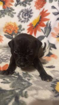 Shepherd and Boxer Dogs Available for Adoption - Max-Stella