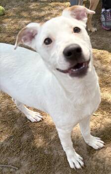 Betty -  Australian Cattle Dog Blue Heeler and Labrador Retriever Dog for Adoption in Anderson, Indiana - Betty | PetCurious