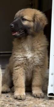 Shepherd Dogs Available for Adoption in Richardson, Texas - 26-057 Stormy "Coming Soon!" | PetCurious