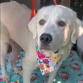 Rescue Great Pyrenees Dogs for Adoption in Woolwich, Maine - Ellie | PetCurious