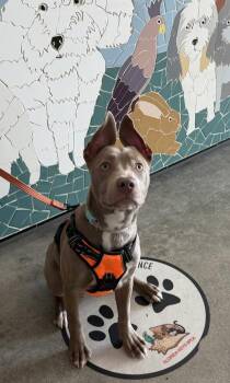 Mixed Breed Dogs Available for Adoption in Key West, Florida - Journey | PetCurious
