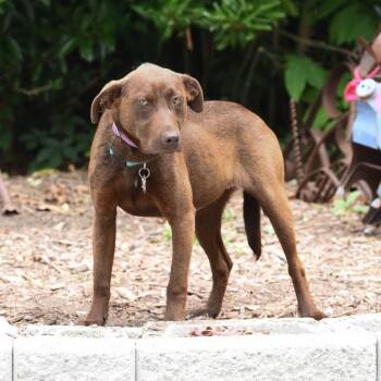 Labrador Retriever Dogs Available for Adoption in Wake Forest, North Carolina - Marjorie | PetCurious