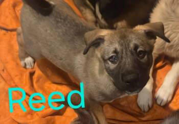 Husky and German Shepherd Dog Dogs Available for Adoption - REED | PetCurious