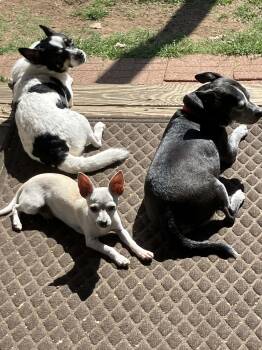 Chihuahua Dogs Available for Adoption in Pittsburgh, Pennsylvania - Little Man | PetCurious