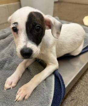 Otto -  Mixed Breed Dog for Adoption in Honolulu, Hawaii - Otto | PetCurious