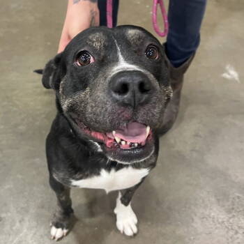 Rescue Terrier Dogs for Adoption in Dallas, Texas - Tallulah | PetCurious