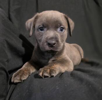 Dawn -  Labrador Retriever Dog for Adoption in Mckinney, Texas - Dawn | PetCurious