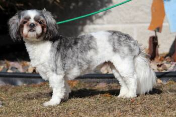Shih Tzu Dogs Available for Adoption - Buddy | PetCurious