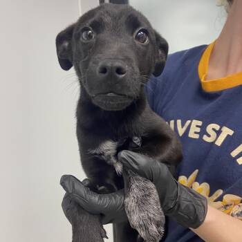 Mixed Breed Dogs Available for Adoption in Abilene, Texas - Tucker | PetCurious