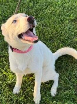 Ivory Yrly 353 -  Shepherd and Husky Dog for Adoption in Sidney, Ohio - Ivory Yrly 353 | PetCurious
