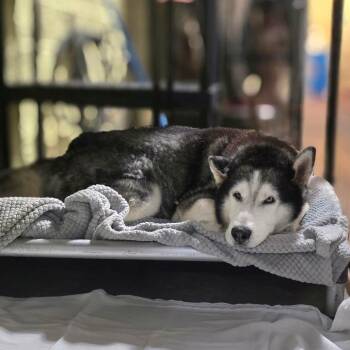 Maximus/Loki -  Husky Dog for Adoption in Port Charlotte, Florida - Maximus/Loki | PetCurious