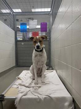 CODY -  Labrador Retriever and Mixed Breed Dog for Adoption in Omaha, Nebraska - CODY | PetCurious