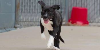 Foster needed - Diamond -  Terrier Dog for Adoption in Oswego, Illinois - Foster Needed - Diamond | PetCurious