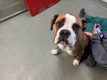 Mixed Breed Dogs Available for Adoption in Santa Fe, New Mexico - CAMILO | PetCurious
