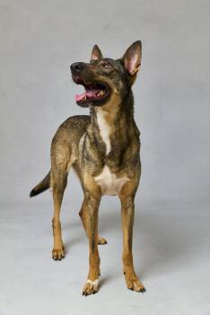 Belgian Shepherd Malinois and German Shepherd Dog Dogs Available for Adoption in New York, New York - Kobe | PetCurious