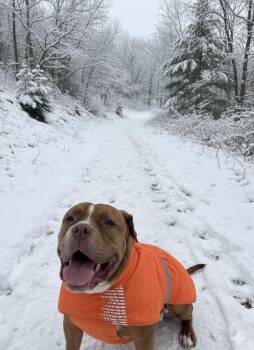 Mastiff and American Bulldog Dogs Available for Adoption - Bronson  | PetCurious