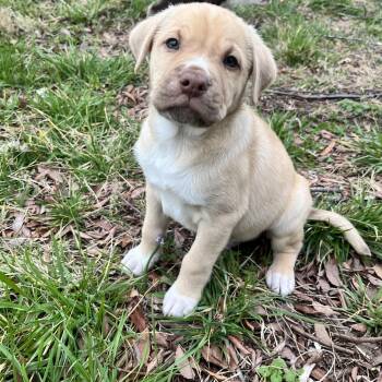Labrador Retriever Dogs Available for Adoption - Dash | PetCurious