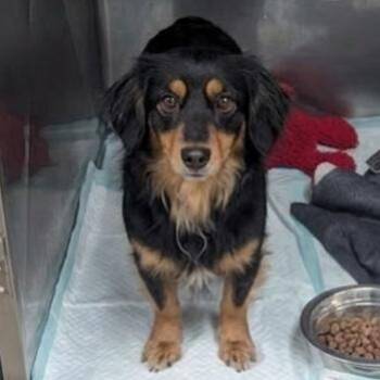 Dachshund Dogs Available for Adoption in Jefferson City, Tennessee - Lady | PetCurious