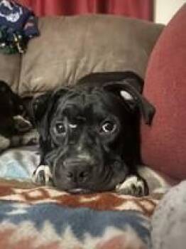 Artemis -  Mixed Breed Dog for Adoption in Manitowoc, Wisconsin - Artemis | PetCurious