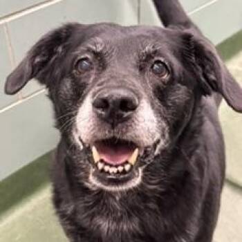 Tina -  Labrador Retriever Dog for Adoption in Winnipeg, Manitoba - Tina | PetCurious