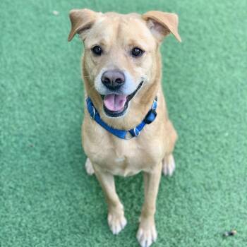 Rescue Mixed Breed Dogs for Adoption in Loxahatchee Groves, Florida - Pancho | PetCurious