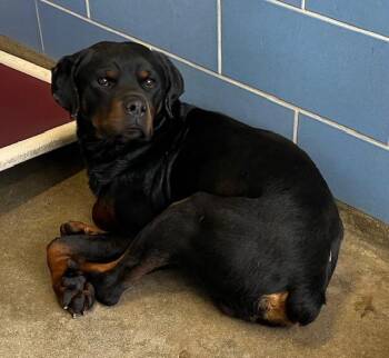 Rottweiler Dogs Available for Adoption - DIESEL | PetCurious