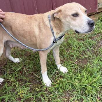 Opal -  Yellow Labrador Retriever and Mixed Breed Dog Available for Adoption in Tupelo, Mississippi - Opal | PetCurious