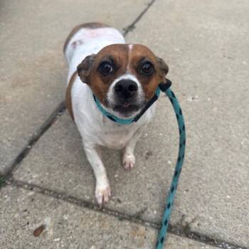 Shaylie -  Chihuahua Dog for Adoption in Canton, Illinois - Shaylie | PetCurious