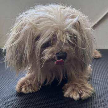 Maltese Dogs Available for Adoption in Houston, Texas - Dude | PetCurious