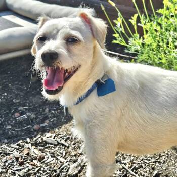 Frankie Valli -  Terrier Dog for Adoption in Oakland, California - Frankie Valli | PetCurious