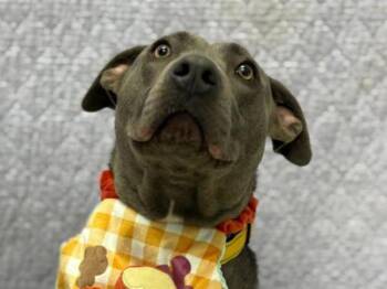 Pit Bull Terrier and Labrador Retriever Dogs Available for Adoption in Portland, Oregon - Sharona | PetCurious
