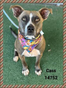 Rescue American Bully and Pit Bull Terrier Dogs for Adoption in Marietta, Georgia - CASS | PetCurious