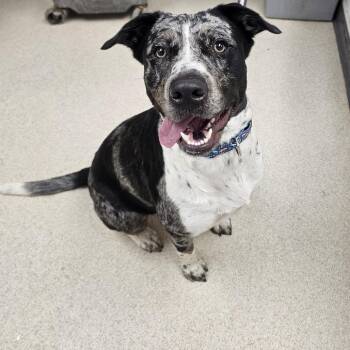 Australian Cattle Dog Blue Heeler and Mixed Breed Dogs Available for Adoption in Evansville, Indiana - Kamo | PetCurious