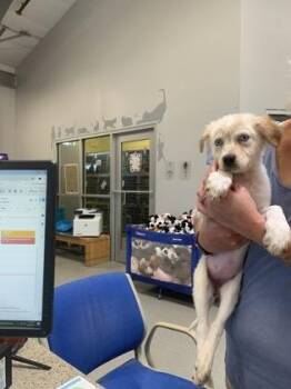 Blossom -  Australian Shepherd and Mixed Breed Dog for Adoption in Beatrice, Nebraska - Blossom | PetCurious
