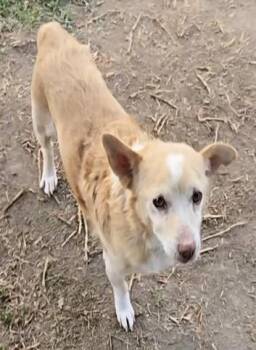 Rescue Chihuahua Dogs for Adoption in Las Vegas, Nevada - Carter | PetCurious