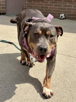Ruby -  Mixed Breed Dog for Adoption in Cincinnati, Ohio - Ruby | PetCurious