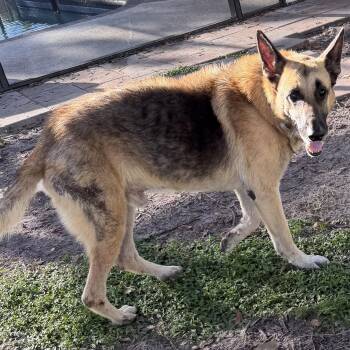 Fritz -  German Shepherd Dog Dog for Adoption in Delray Beach, Florida - Fritz | PetCurious