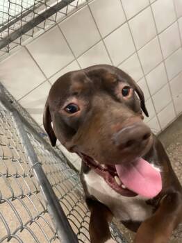 Rescue Pit Bull Terrier Dogs for Adoption in Rock Springs, Wyoming - Kratos | PetCurious