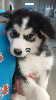 Siberian Husky Dogs Available for Adoption in Benbrook, Texas - Luna #2934 | PetCurious