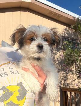 Rowdie -  Shih Tzu and Miniature Poodle Dog for Adoption in Fort Collins, Colorado - Rowdie | PetCurious