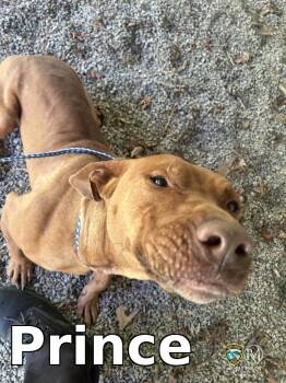 Pit Bull Terrier Dogs Available for Adoption in Rocky Mount, North Carolina - Prince | PetCurious