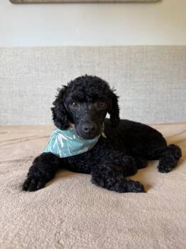 Promise -  Miniature Poodle Dog for Adoption in Sandy Springs, Georgia - Promise | PetCurious