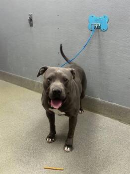 American Bulldog and Mixed Breed Dogs Available for Adoption in Las Vegas, Nevada - POP-TART | PetCurious