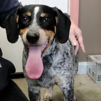 Australian Cattle Dog Blue Heeler and Bluetick Coonhound Dogs Available for Adoption in Brooksville, Kentucky - Buddy | PetCurious
