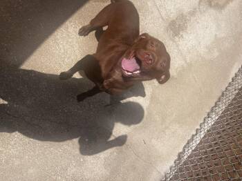 Rescue Chocolate Labrador Retriever Dogs for Adoption in Mobile, Alabama - Cameron | PetCurious