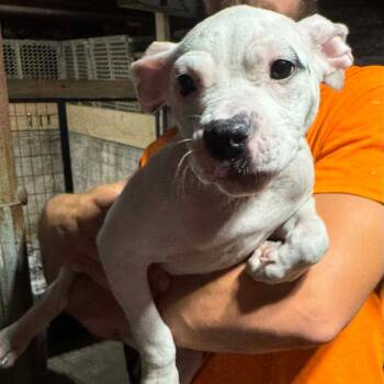 Percy -  Mixed Breed Dog for Adoption in Dekalb, Illinois - Percy | PetCurious