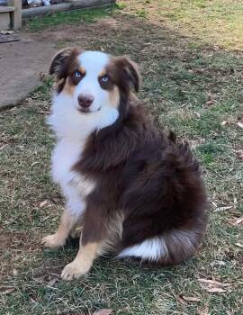 Australian Shepherd Dogs Available for Adoption - Benito | PetCurious