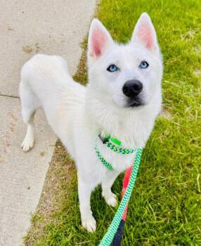 Husky Dogs Available for Adoption in Warren, Michigan - Kleo | PetCurious