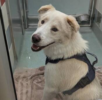 Siberian Husky and Golden Retriever Dogs Available for Adoption in Plano, Texas - Biscuit A217909 | PetCurious